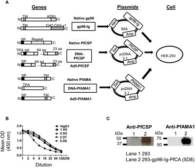 Induction of antigen specific intrahepatic CD8+ T cell responses by a secreted heat shock protein based gp96-Ig-PfCA malaria vaccine